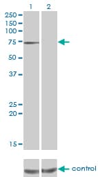 PPEF / PPEF1 Antibody (clone 1F6-1A5)