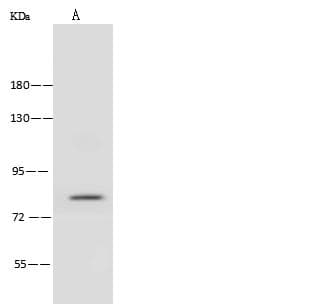 ABLIM1 Antibody (Preservative Free)