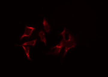 NOC3L Antibody
