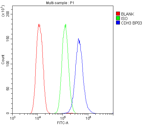 CDH3 / P-Cadherin Antibody