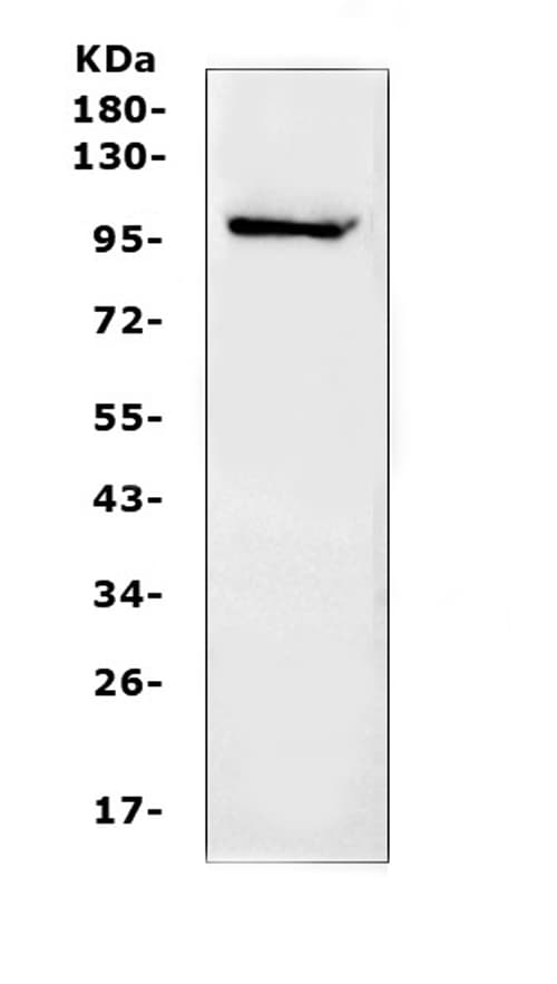 NFAT1 / NFATC2 Antibody