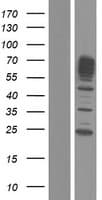 SEPT9 / Septin 9 Protein (Over-Expression Lysate Myc-DDK (Flag))
