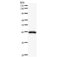 Monoclonal Mouse anti-Human FAC1 / BPTF Antibody (clone 2343C3a, WB)