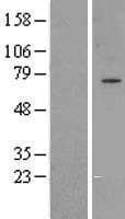 Human GPAA1 Protein (Over-Expression Lysate Myc-DDK (Flag))