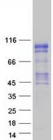 Human KAZN Protein (Recombinant Myc-DDK (Flag))