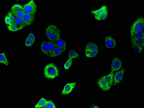 GAPDH Antibody