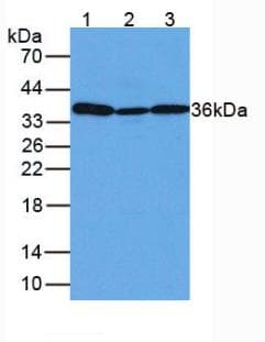 GAPDH Antibody (PE)