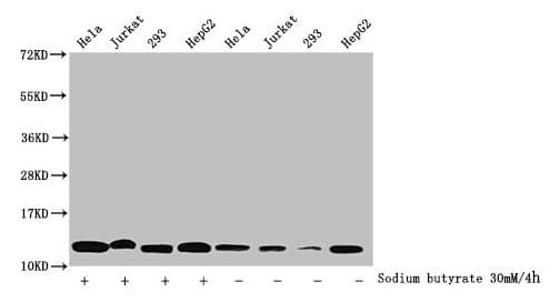Polyclonal Rabbit anti-Human HIST1H4I Antibody (IF, WB)