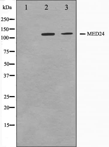 Polyclonal Rabbit anti-Human MED24 / TRAP100 Antibody (IF, WB)