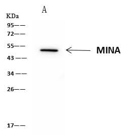 MINA / MINA53 Antibody