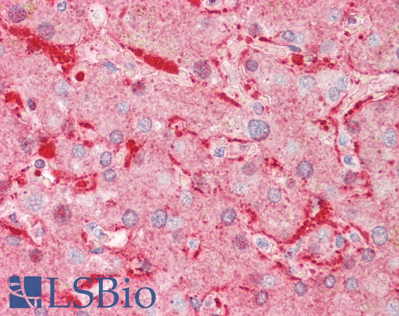 IHC-plus™ ALDH1L1 Antibody