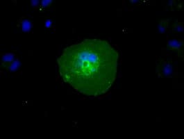 RNF144B Antibody (clone OTI3D7)