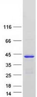 Human C1orf226 Protein (Recombinant Myc-DDK (Flag))