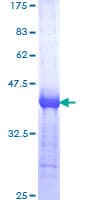 Human TRAF3 Protein (Recombinant GST, N-terminus)