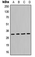 Polyclonal Rabbit anti-Human MPG Antibody (N-Terminus, WB)