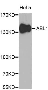IHC-plus™ ABL1 / c-ABL Antibody