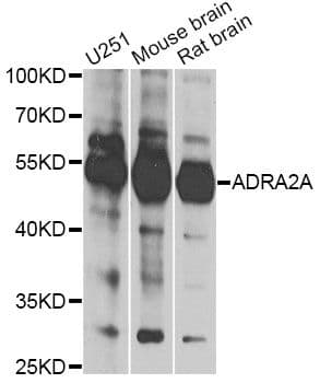 ADRA2A Antibody