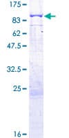 Human MAN1C1 Protein (Recombinant GST)