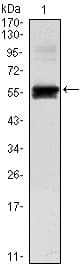 PAX6 Antibody (clone 1C8)