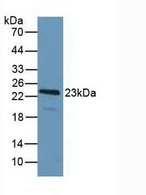 PDCD6 / ALG-2 Antibody (aa32-191)