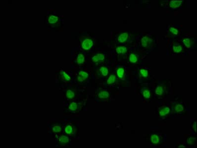 HIST1H2BN Antibody