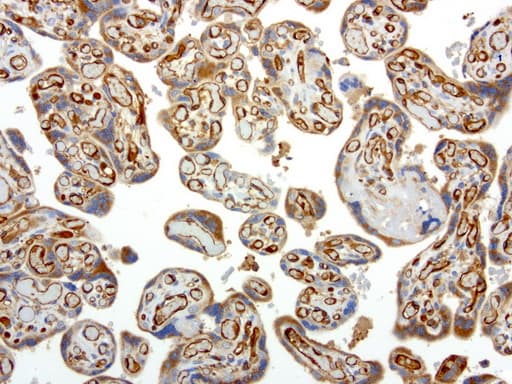 PECAM-1 / CD31 Antibody (clone UMAB29)