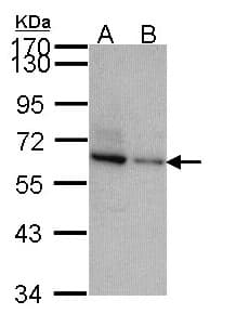 TOM1L2 Antibody (aa444-507)