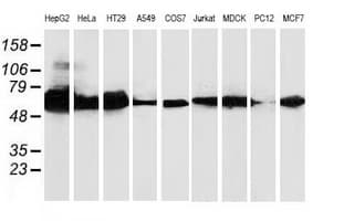 CAT / Catalase Antibody (clone 1B6, Carrier-free)