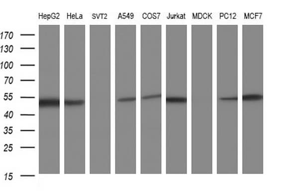 Monoclonal Mouse anti-Human SCRN1 / Secernin 1 Antibody (clone OTI1F2, IHC, WB)