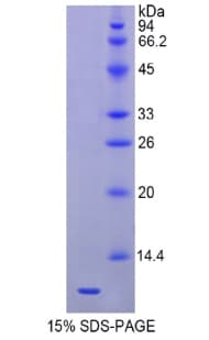 Mouse HSPA8 / HSC70 Protein (Recombinant His)