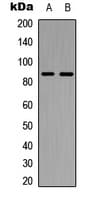 CDH7 / Cadherin 7 Antibody (C-Terminus)
