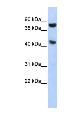 RNH1 Antibody (aa251-300)