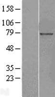 NUP85 / Pericentrin 1 Protein (Over-Expression Lysate Myc-DDK (Flag))