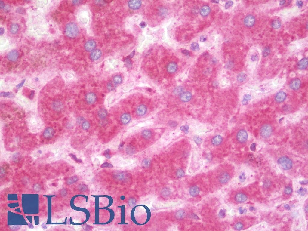IHC-plus™ GLIPR1L1 Antibody