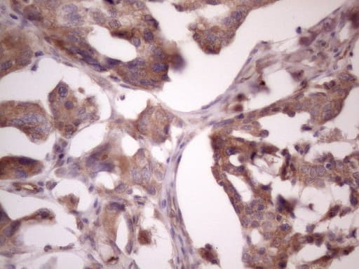 BMF Antibody (clone OTI9B7)