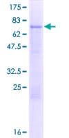 Human MLR2 / LCOR Protein (Recombinant GST)