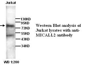Polyclonal Rabbit anti-Human MICALL2 Antibody (WB)