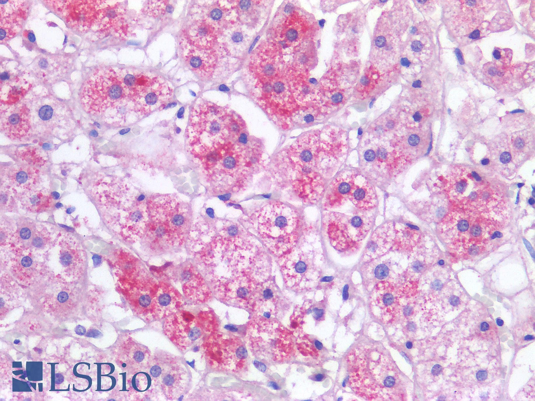 IHC-plus™ CTNNB1 / Beta Catenin Antibody