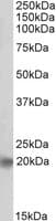 IHC-plus™ Polyclonal Goat anti-Mouse ASCL3 Antibody (aa118-130, IHC, WB)