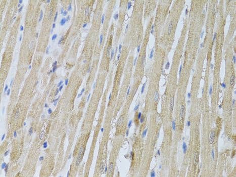 P2RY2 / P2Y2 Antibody