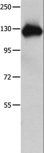 AMPH / Amphiphysin Antibody