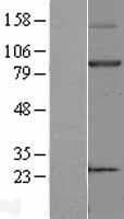 KEL / CD238 Protein (Over-Expression Lysate Myc-DDK (Flag))