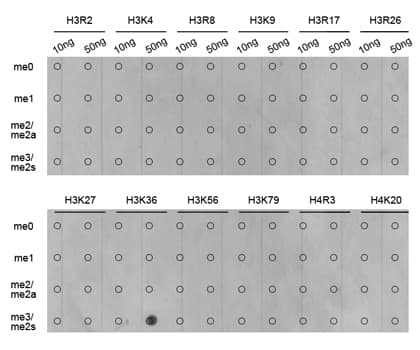 Polyclonal Rabbit anti-Human Histone H3 Antibody (Tri-Methyl-Lys36, IHC, IF, WB)
