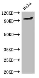PDE2A Antibody