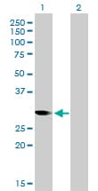 Monoclonal Mouse anti-Human CDK1 / CDC2 Antibody (clone 1A4-1A9, IHC, IF, WB)