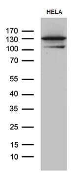 CCDC132 Antibody (aa700-964, clone OTI7A8)