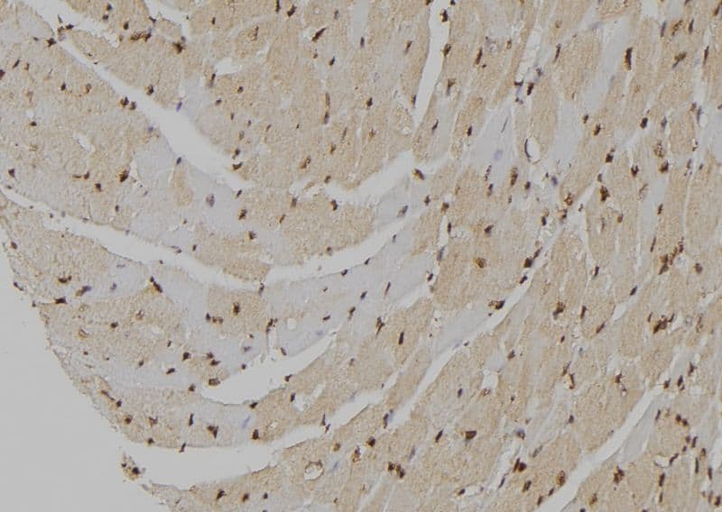 MT2A / Metallothionein 2A Antibody