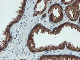 XTP4 / C17orf37 Antibody (clone OTI2D2)