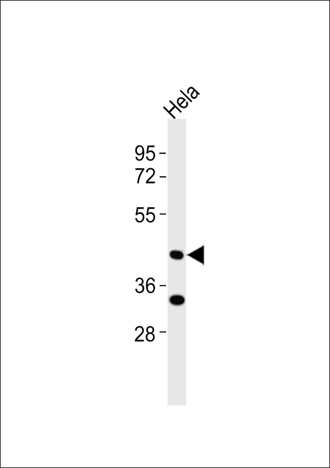 BAG4 / SODD Antibody