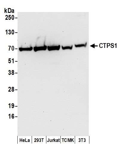 CTPS Antibody (aa541-591)